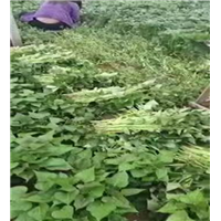 河南红薯苗育苗方法