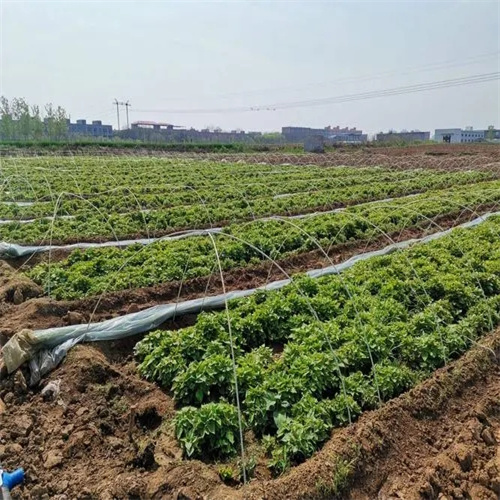 河南红薯苗