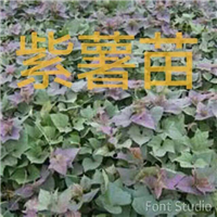 紫薯苗 