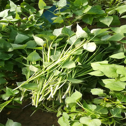 原阳红薯苗购买基地