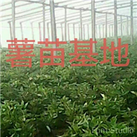 原阳红薯苗种植基地 