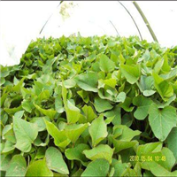 原阳西农431红薯苗 