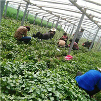 红薯苗培植基地 