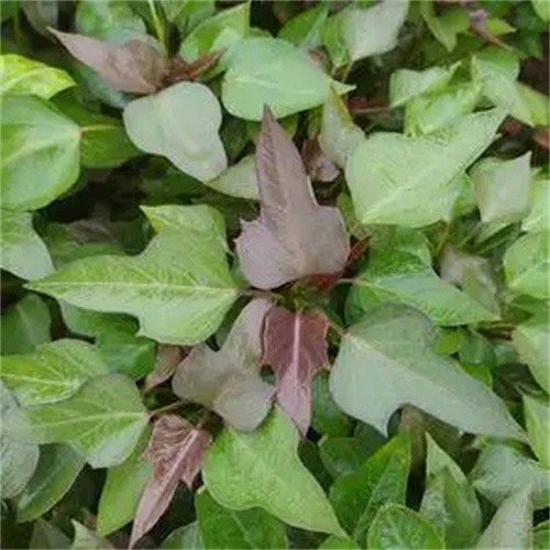 河南红薯苗