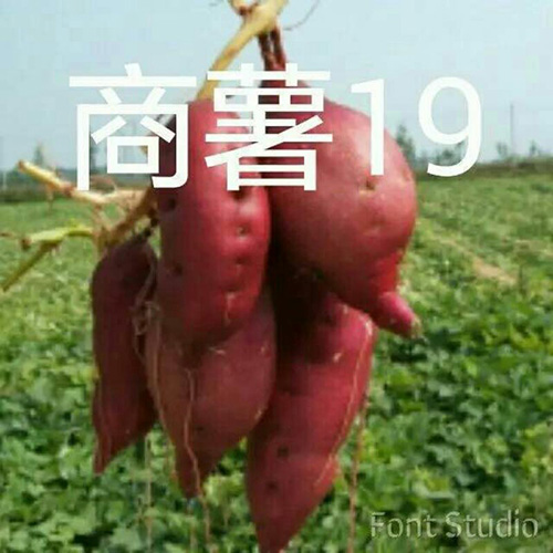 河南商薯19号苗 
