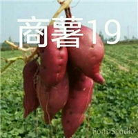 河南商薯19号苗 