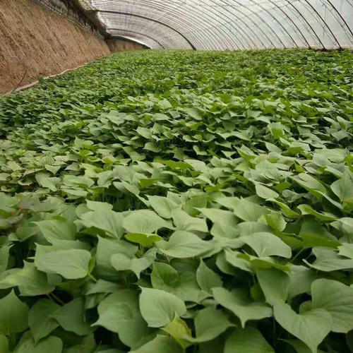 河南红薯苗批发