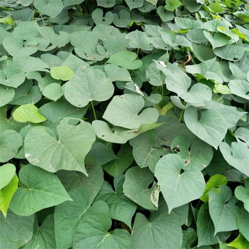 原阳红薯苗批发
