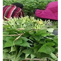 河南红薯苗批发