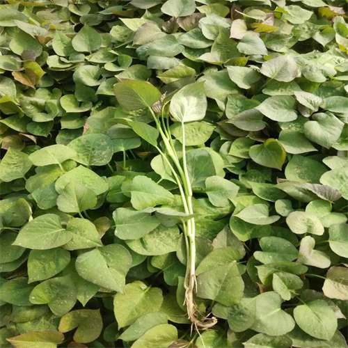 河南红薯苗