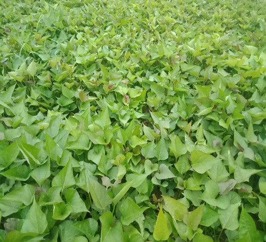 新乡红薯苗的育苗方法