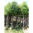 福建香樟+福建香樟 