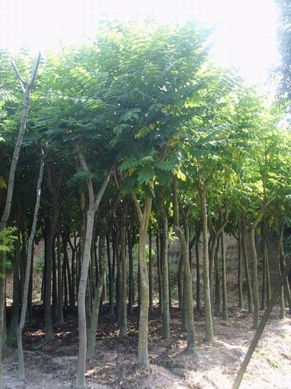 福建火焰木+福建火焰木 