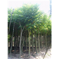 福建火焰木+福建火焰木 