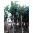 广东桃花心木+广东桃花心木 