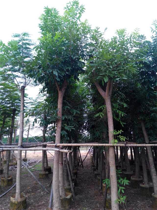 广东桃花心木+广东桃花心木 