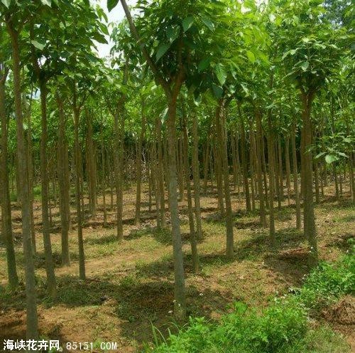 广东红花风铃木+广东红花风铃木 