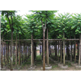 广东麻楝+广东麻楝 