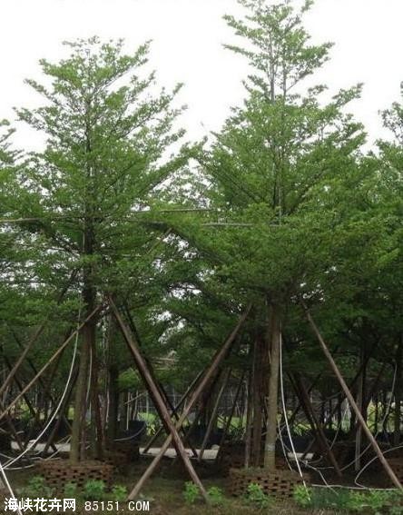 福建小叶榄仁+福建小叶榄仁 