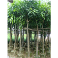 广东芒果树+广东芒果树 