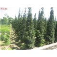 福建罗汉松+福建罗汉松 