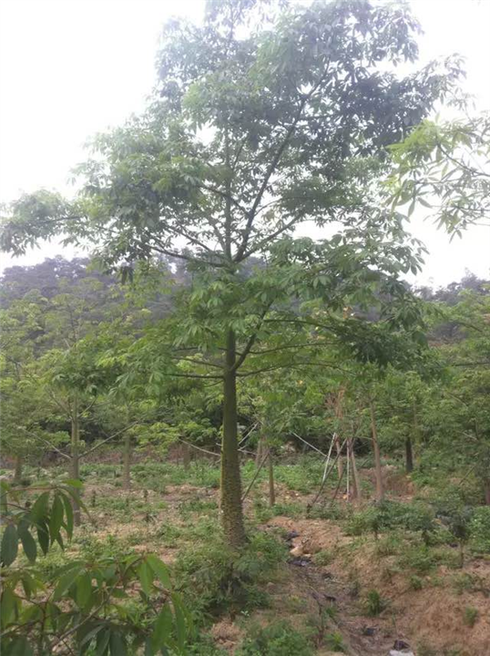 广东美丽异木棉+广东美丽异木棉 