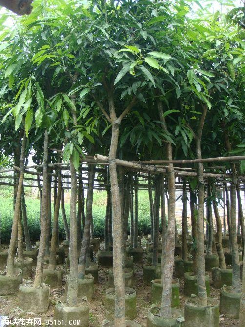 广东芒果树+广东芒果树 