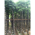 广东栾树+广东栾树 
