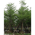 福建小叶榄仁+福建小叶榄仁 