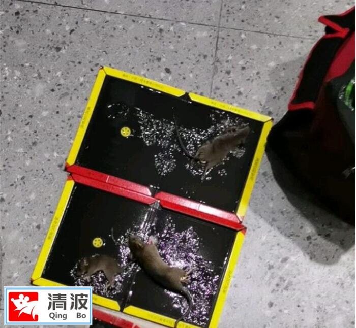 荆州上门灭鼠公司