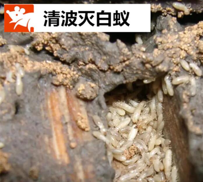 荆州灭白蚁