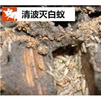 荆州灭白蚁