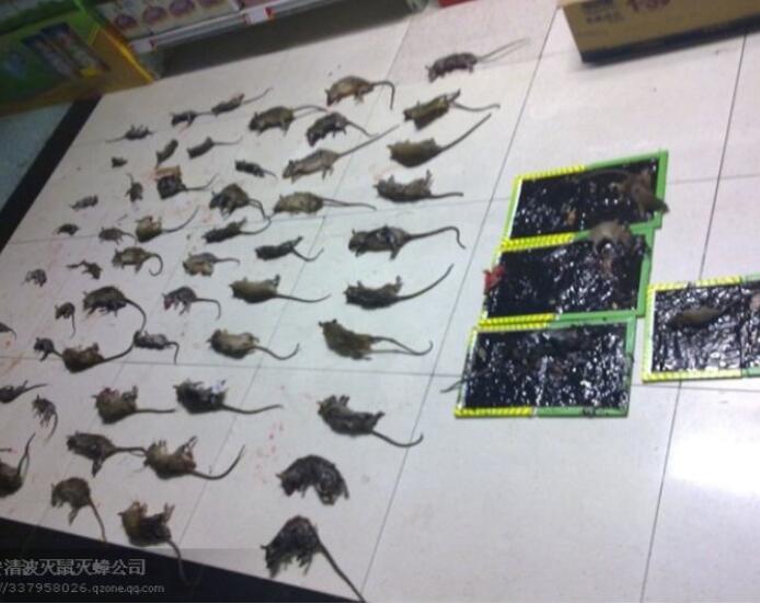 荆州灭老鼠