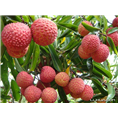 贵阳水果代销 