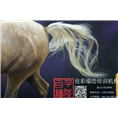 安阳彩绘