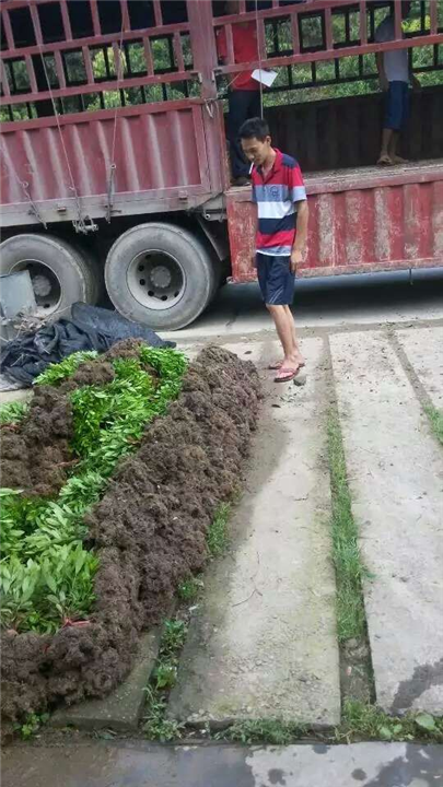 贵州哪里有卖草皮—景园草皮基地