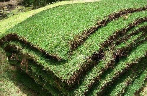 遵义玉龙草|贵阳绿化工程