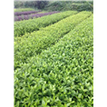 怀化草皮基地|贵州草皮基地