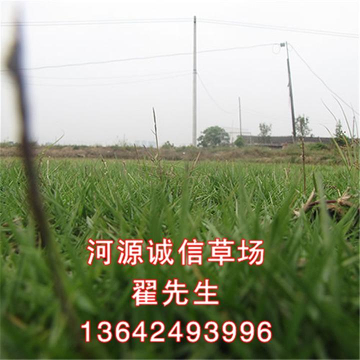 紫金马尼拉草皮价格、连平马尼拉草皮价格