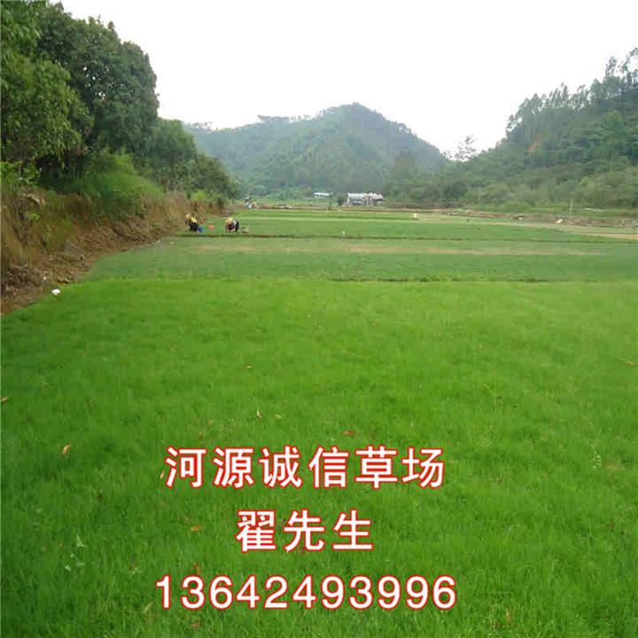 河源诚信草场电话：13642493996 
