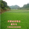 河源诚信草场电话：13642493996 