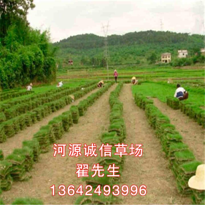 惠州哪里有草皮卖？惠州哪里有台湾草皮？ 