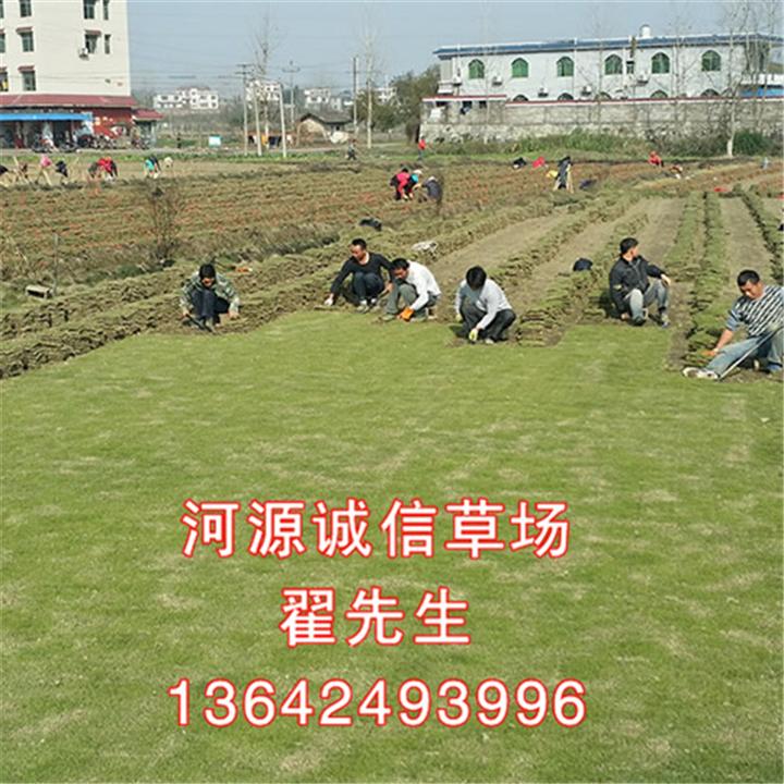 河源**草皮种植场、台湾草皮价格