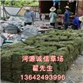 河源台湾草皮价格、龙川台湾草皮价格