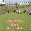 河源**草皮种植场、台湾草皮价格