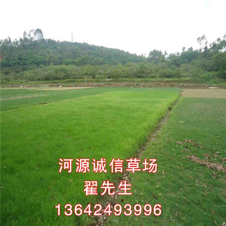河源诚信草场基地、河源台湾草皮价格 