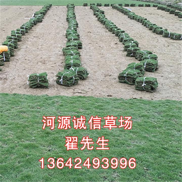河源哪里有草皮卖？河源哪里有台湾草皮？