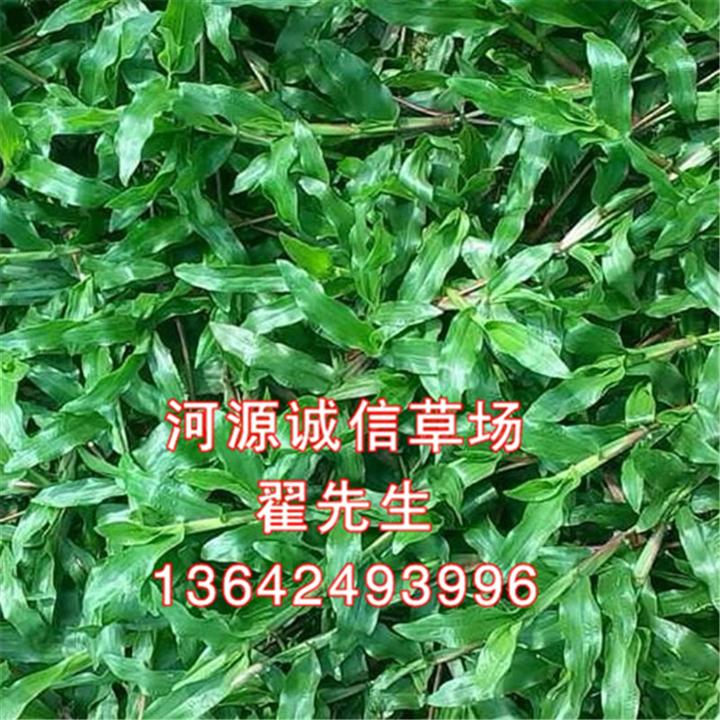 河源大叶油草皮价格、龙川大叶油草皮价格