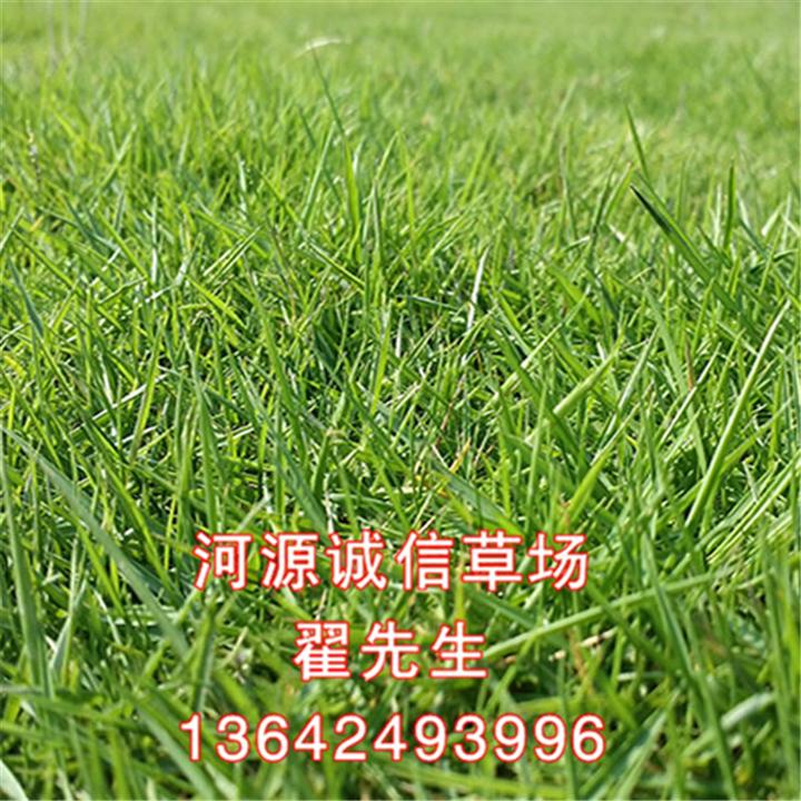 和平马尼拉草皮价格、东源马尼拉草皮价格
