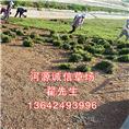 源城大叶油草皮价格、惠州大叶油草皮价格